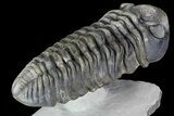 Drotops Trilobite - Large Specimen! #76408-4